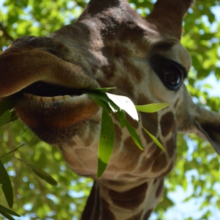 Giraffe Teeth! 24 Hour Photoshoot